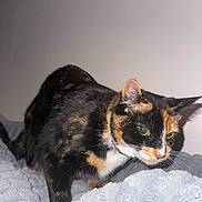 Minnie is registered to the contest to win money with this photo: cat, calico_cat, feline, pet, animal, whiskers, ears, fur, bed, blanket, indoor, curious, alert, closeup, mammal, cute, domestic, soft_texture, resting, pounce