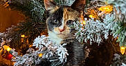 Minnie joined the competition — help win amazing prizes! animal, calico, cat, christmas_tree, closeup, cute, decor, feline, festive, greenery, holiday_lights, indoor, kitten, ornament, pet, playful, red_ball, snowy_branches, warm_lighting, winter