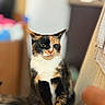 Minnie joined the competition — help win amazing prizes! cat, calico_cat, feline, pet, indoor, couch, furniture, animal, whiskers, ears, eyes, fur, paw, sitting, domestic_animal, blurred_background, cozy, household, closeup, portrait
