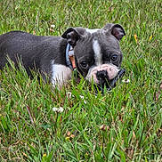Lucy joined the competition — help win amazing prizes! animal, boston_terrier, chewing, closeup, collar, cute, dog, ears, eyes, grass, greenery, lying_down, muzzle, nature, outdoor, pet, playful, puppy, snout, young_dog