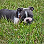 animal, boston_terrier, chewing, closeup, collar, cute, dog, ears, eyes, grass, greenery, lying_down, muzzle, nature, outdoor, pet, playful, puppy, snout, young_dog