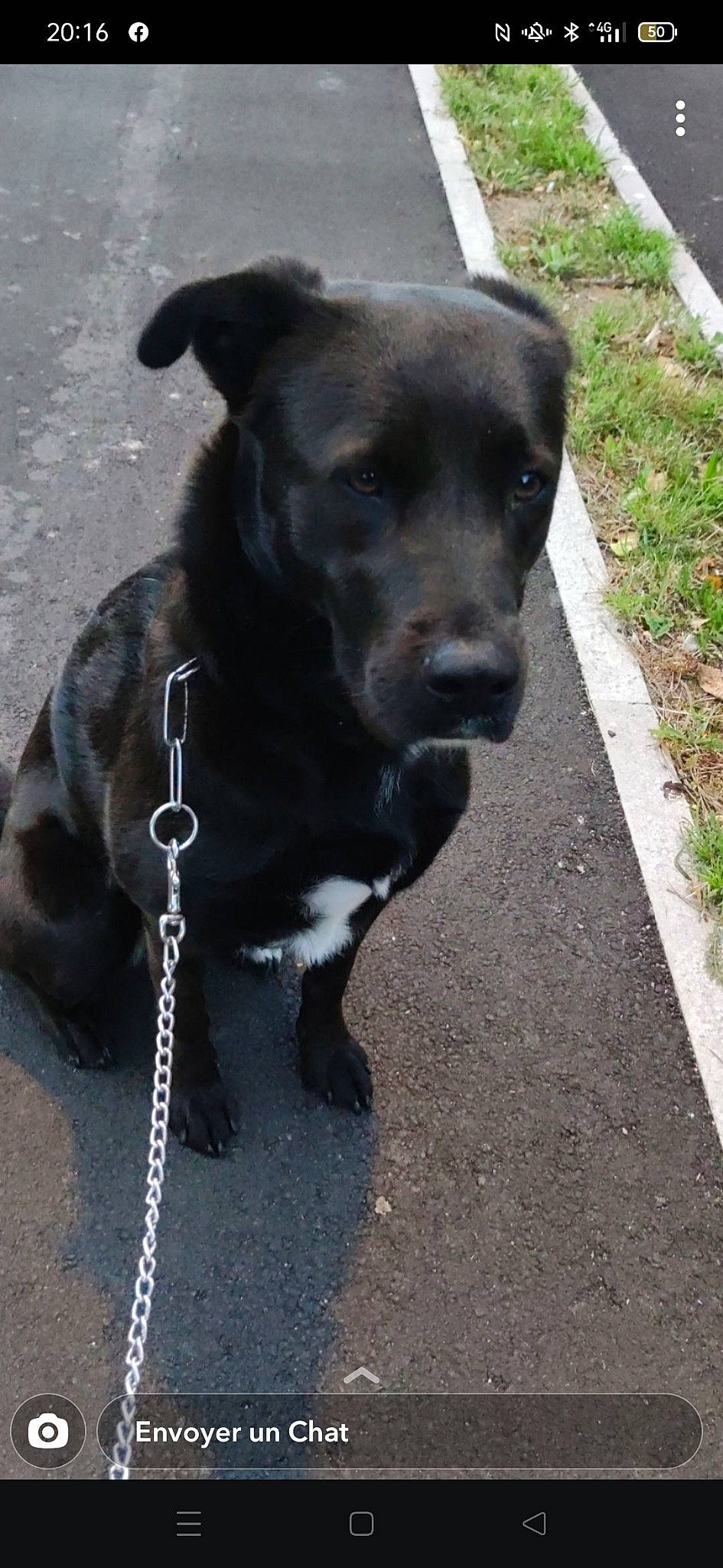 Cherka participe au concours pour gagner de l'argent avec cette photo : asphalt, borador, carnivore, collar, companion_dog, dog, dog_breed, dog_collar, dog_supply, dog_walking, fashion_accessory, fawn, fur, leash, liver, pet_supply, road_surface, terrestrial_animal, whiskers, working_animal