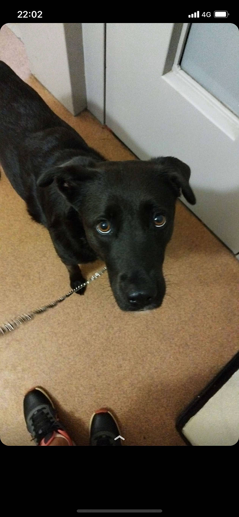 Cherka a rejoint le concours — aidez-le/la à gagner de superbes lots ! black, carnivore, collar, companion_dog, dog, dog_breed, dog_collar, floor, flooring, foot, fur, guard_dog, human_leg, liver, pet_supply, snout, sporting_group, tail, whiskers, working_animal