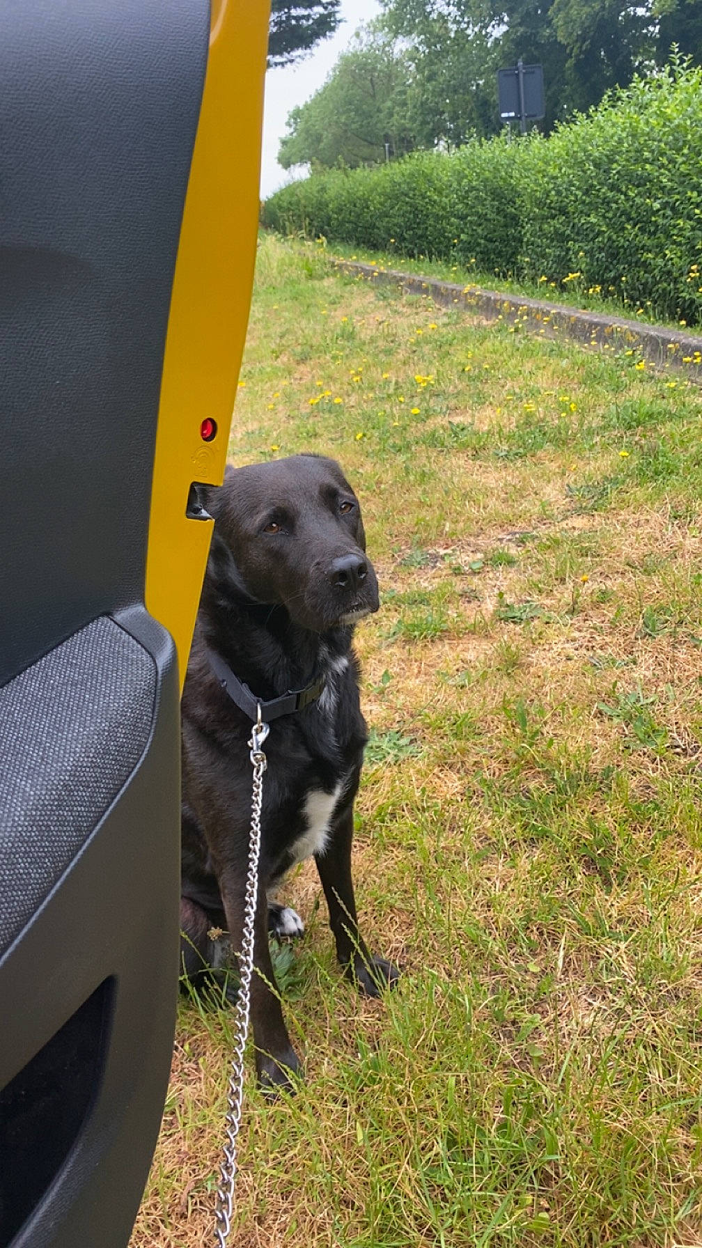 Cherka participe au concours pour gagner de l'argent avec cette photo : borador, carnivore, collar, companion_dog, dog, dog_breed, dog_collar, grass, guard_dog, gun_dog, labrador_retriever, pet_supply, plant, retriever, snout, tail, tree, vehicle_door, working_animal, working_dog