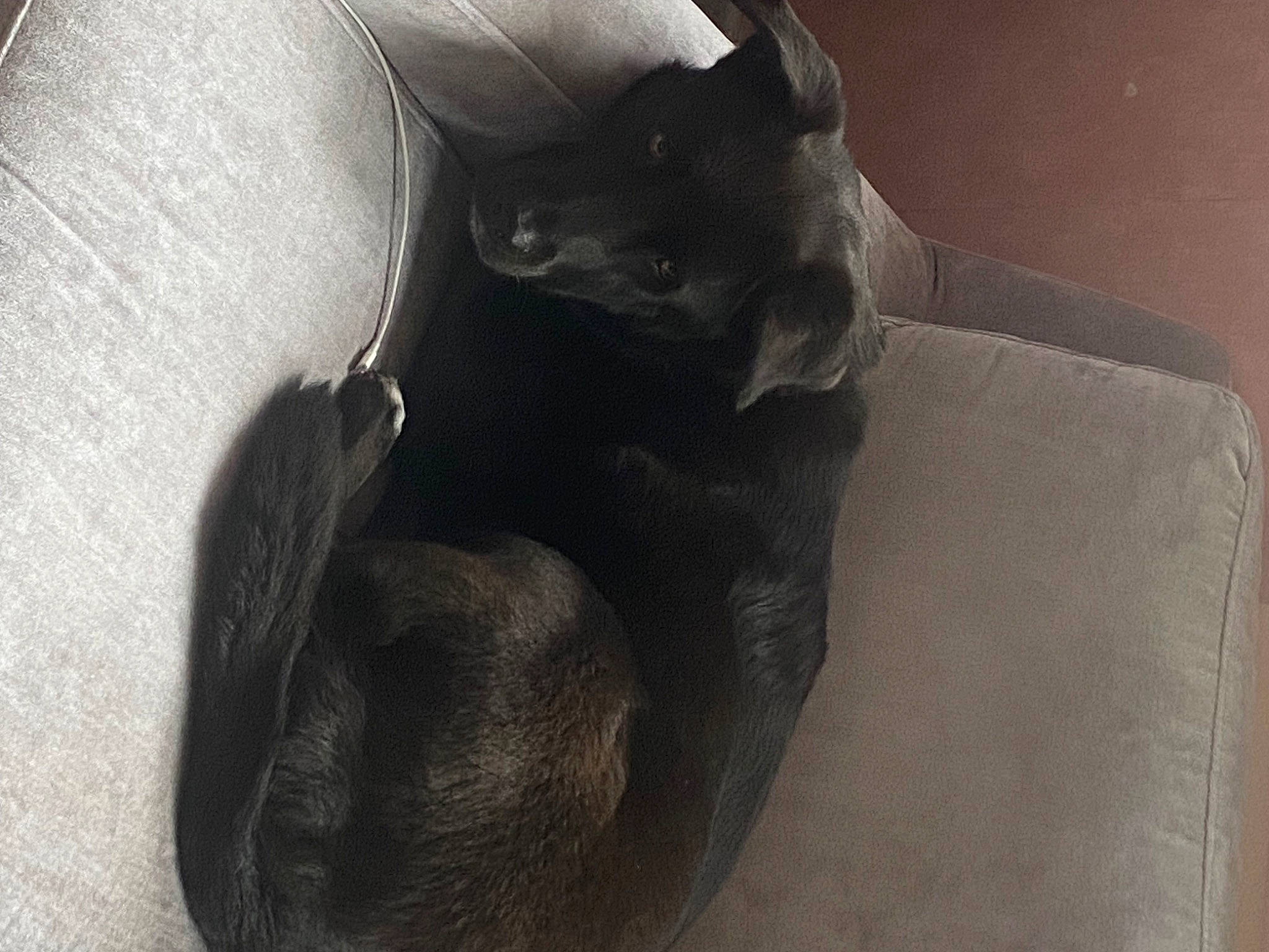 Cherka a rejoint le concours — aidez-le/la à gagner de superbes lots ! carnivore, cat, comfort, darkness, dog_breed, domestic_short_haired_cat, ear, felidae, grey, monochrome, monochrome_photography, sculpture, shadow, small_to_medium_sized_cats, snout, still_life_photography, tail, terrestrial_animal, whiskers, wood