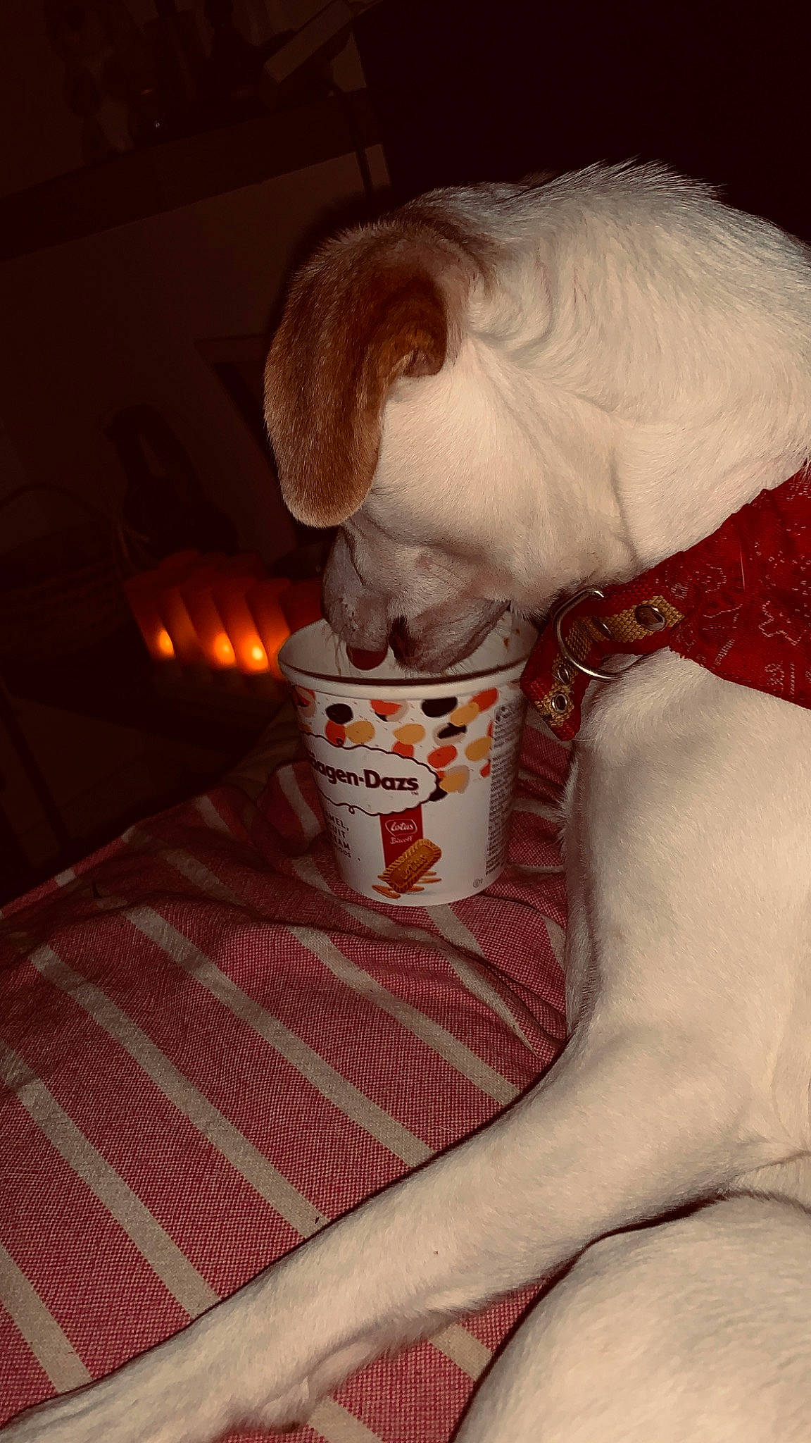 Ness participe au concours pour gagner de l'argent avec cette photo : carmine, cup, drinkware, fawn, felidae, flesh, flooring, glasses, human_body, human_leg, knee, linens, mouth, room, sitting, small_to_medium_sized_cats, sunglasses, tail, thigh, whiskers