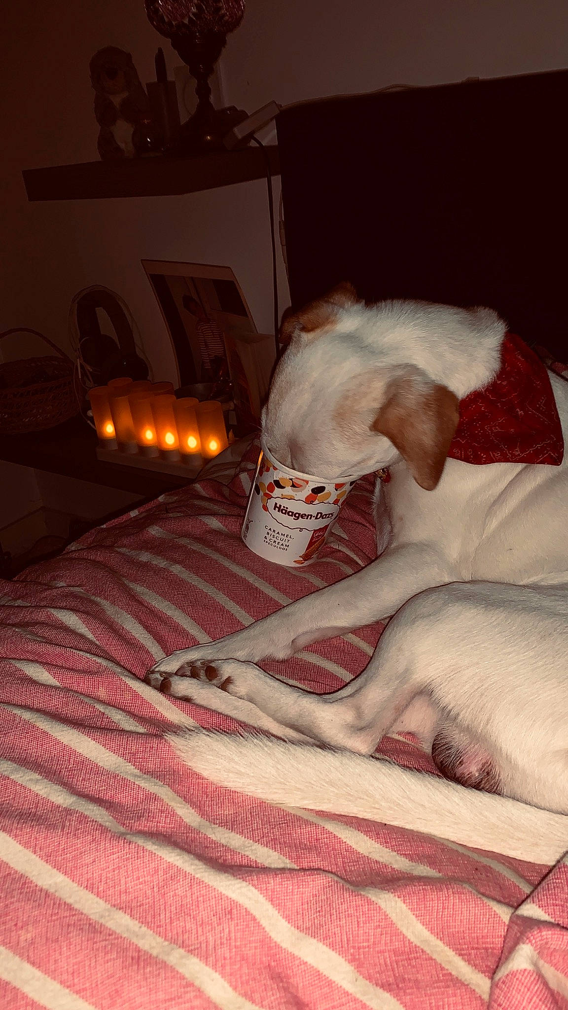 Ness a rejoint le concours — aidez-le/la à gagner de superbes lots ! barechested, bed, bed_frame, bed_sheet, bedding, bedroom, carmine, comfort, companion_dog, dog, fawn, felidae, flooring, fur, human_leg, linens, room, small_to_medium_sized_cats, tail, wood