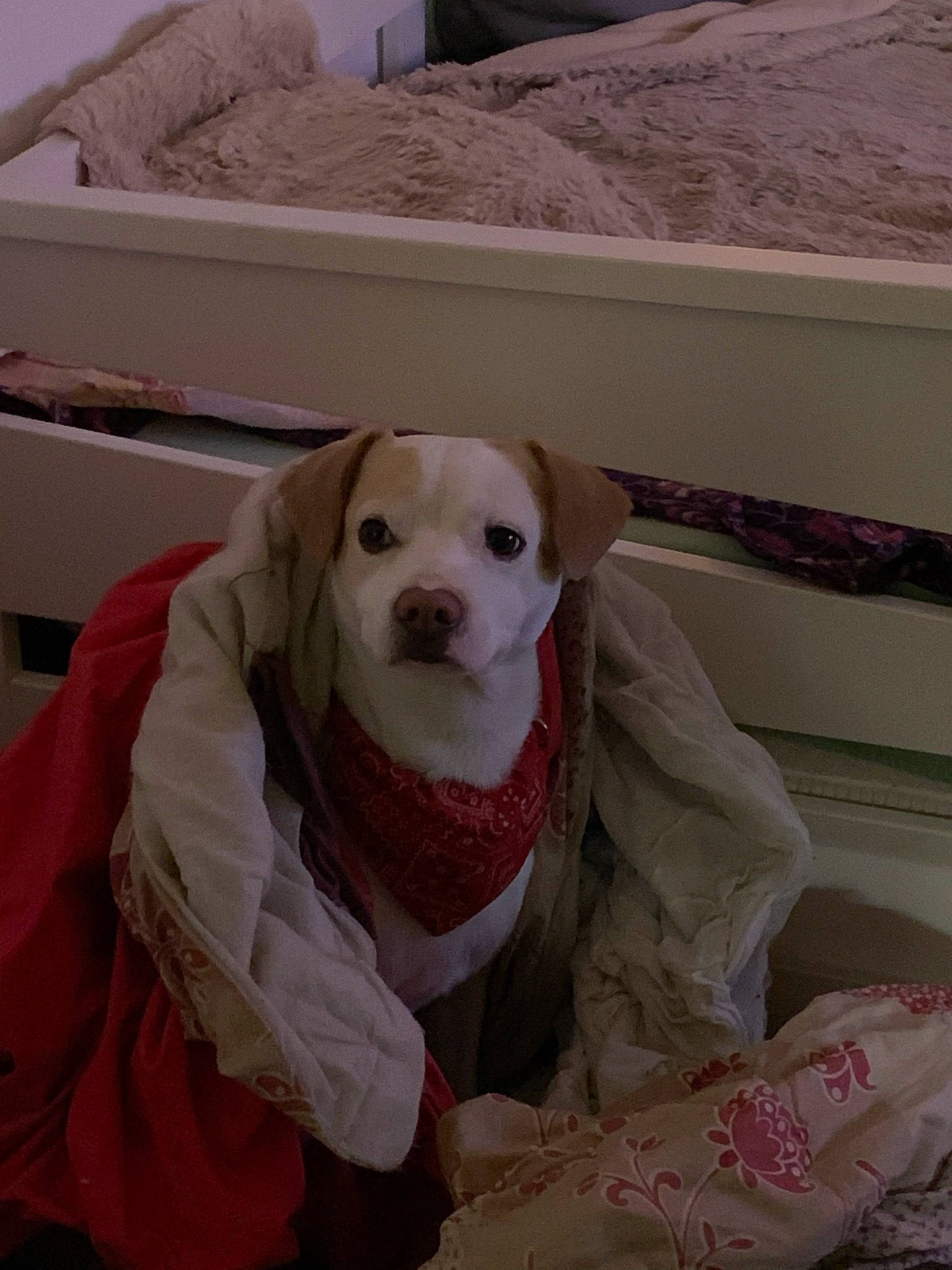 Ness a rejoint le concours — aidez-le/la à gagner de superbes lots ! canidae, carnivore, comfort, companion_dog, couch, dog, dog_breed, dog_clothes, dog_supply, fawn, flooring, fur, head, linens, pet_supply, room, snout, sporting_group, toy_dog, working_animal