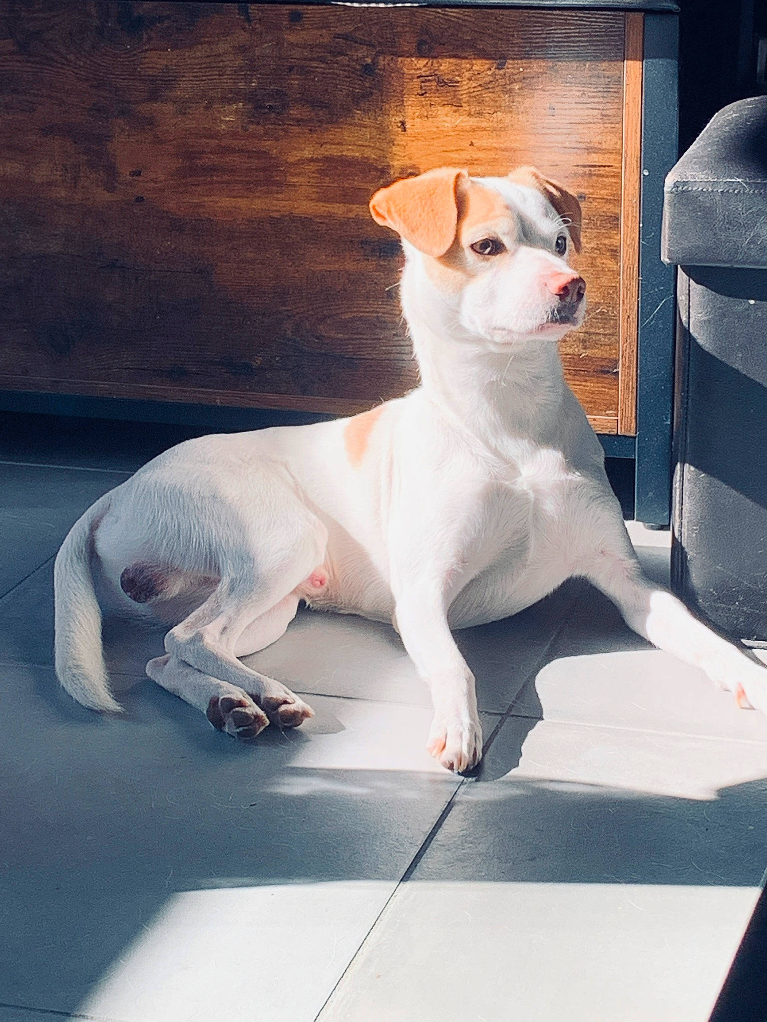 Ness a rejoint le concours — aidez-le/la à gagner de superbes lots ! ancient_dog_breeds, art, canidae, carnivore, collar, companion_dog, dog, dog_breed, dog_collar, fawn, formal_wear, illustration, metal, paw, rectangle, snout, sporting_group, tail, whiskers, working_animal