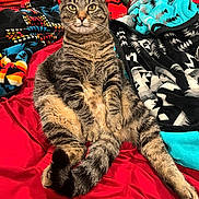 Bella joined the competition — help win amazing prizes! cat, tabby_cat, pet, animal, feline, bed, blanket, indoor, fur, whiskers, tail, striped, cute, relaxed, sitting, cozy, domestic, comfortable, resting, looking