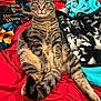 cat, tabby_cat, pet, animal, feline, bed, blanket, indoor, fur, whiskers, tail, striped, cute, relaxed, sitting, cozy, domestic, comfortable, resting, looking