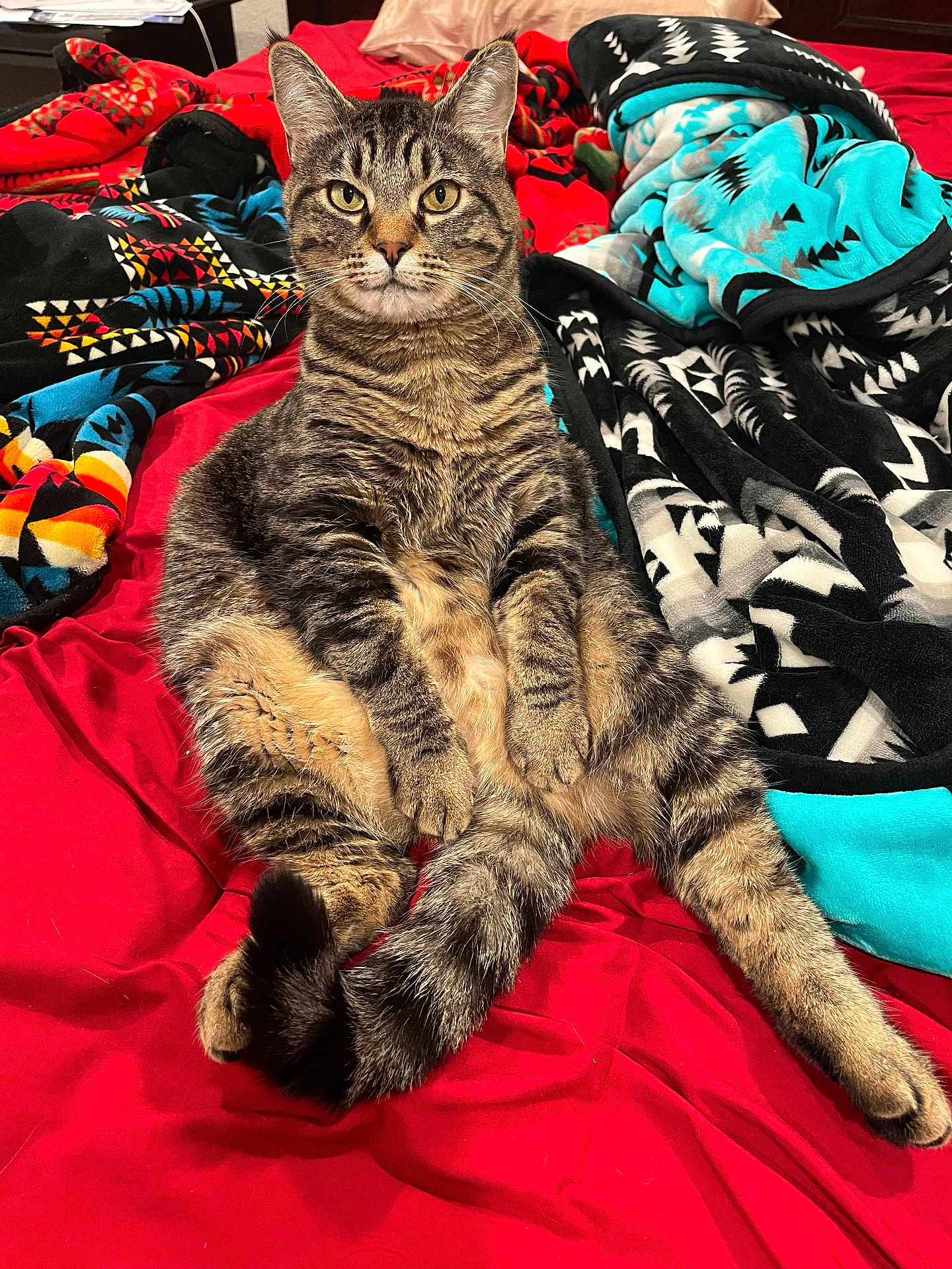 Bella joined the competition — help win amazing prizes! cat, tabby_cat, pet, animal, feline, bed, blanket, indoor, fur, whiskers, tail, striped, cute, relaxed, sitting, cozy, domestic, comfortable, resting, looking
