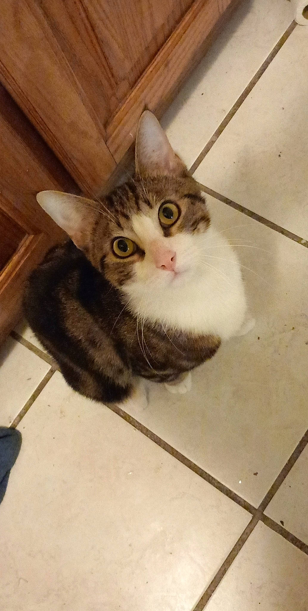 Tengo participe au concours pour gagner de l'argent avec cette photo : box, carnivore, cat, claw, domestic_short_haired_cat, door, fawn, felidae, flooring, fur, hardwood, metal, paw, pet_supply, small_to_medium_sized_cats, snout, tail, terrestrial_animal, whiskers, wood