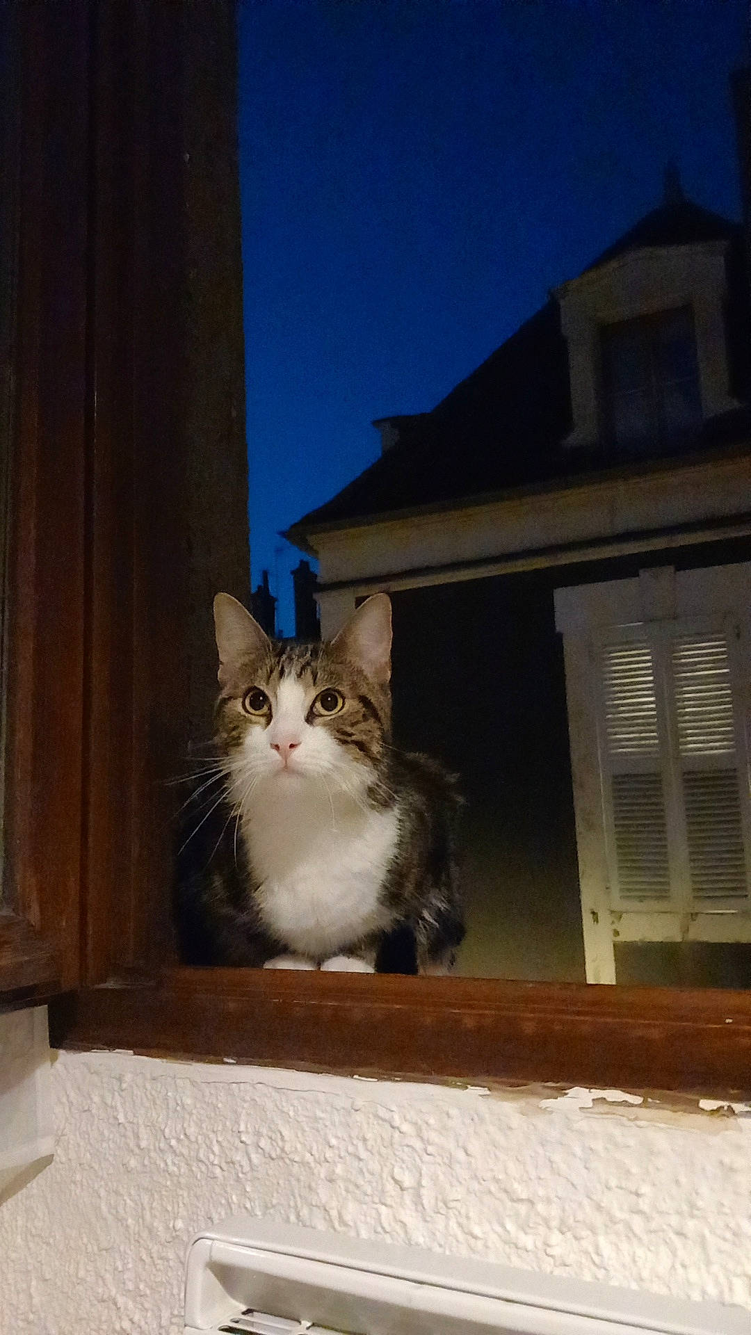 Tengo participe au concours pour gagner de l'argent avec cette photo : building, carnivore, cat, domestic_short_haired_cat, door, facade, felidae, fur, paw, porch, road_surface, sitting, sky, small_to_medium_sized_cats, snout, tail, tree, whiskers, window, wood