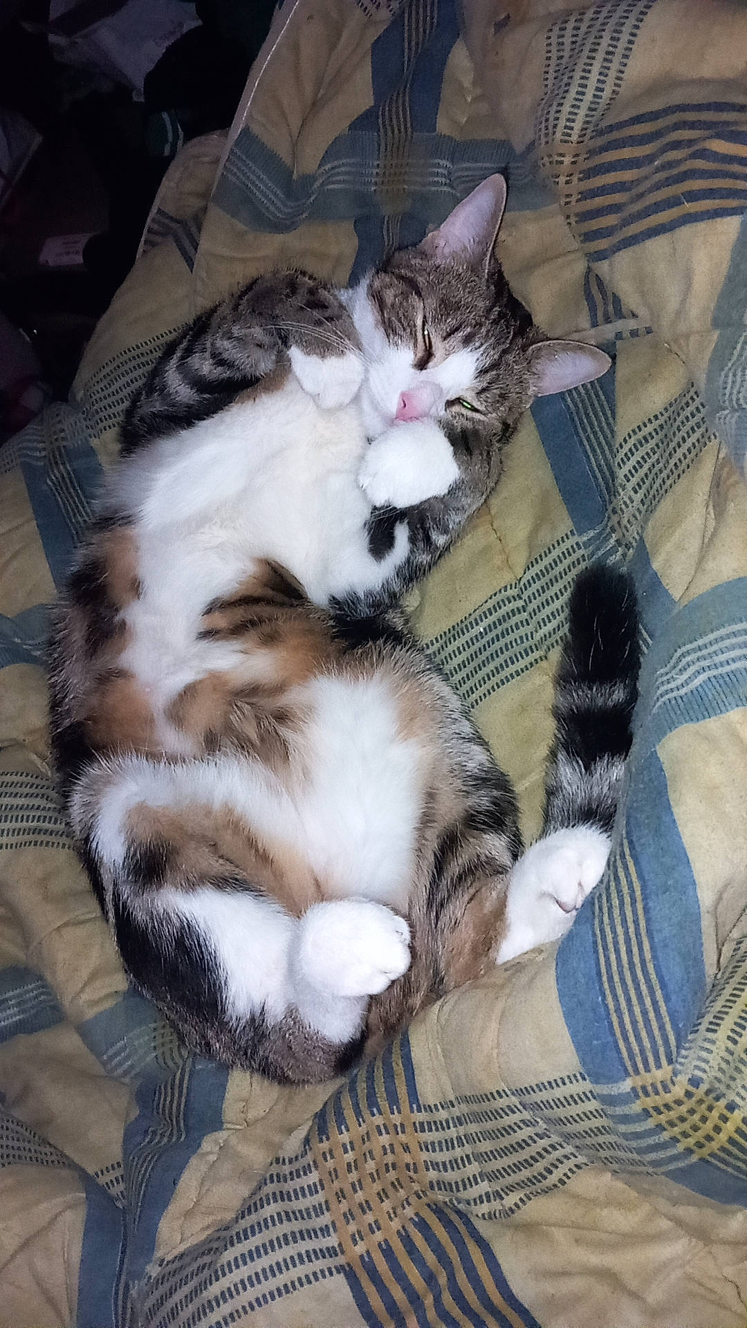 Tengo participe au concours pour gagner de l'argent avec cette photo : carnivore, cat, claw, comfort, domestic_short_haired_cat, felidae, fur, lap, nap, paw, small_to_medium_sized_cats, snout, tail, whiskers