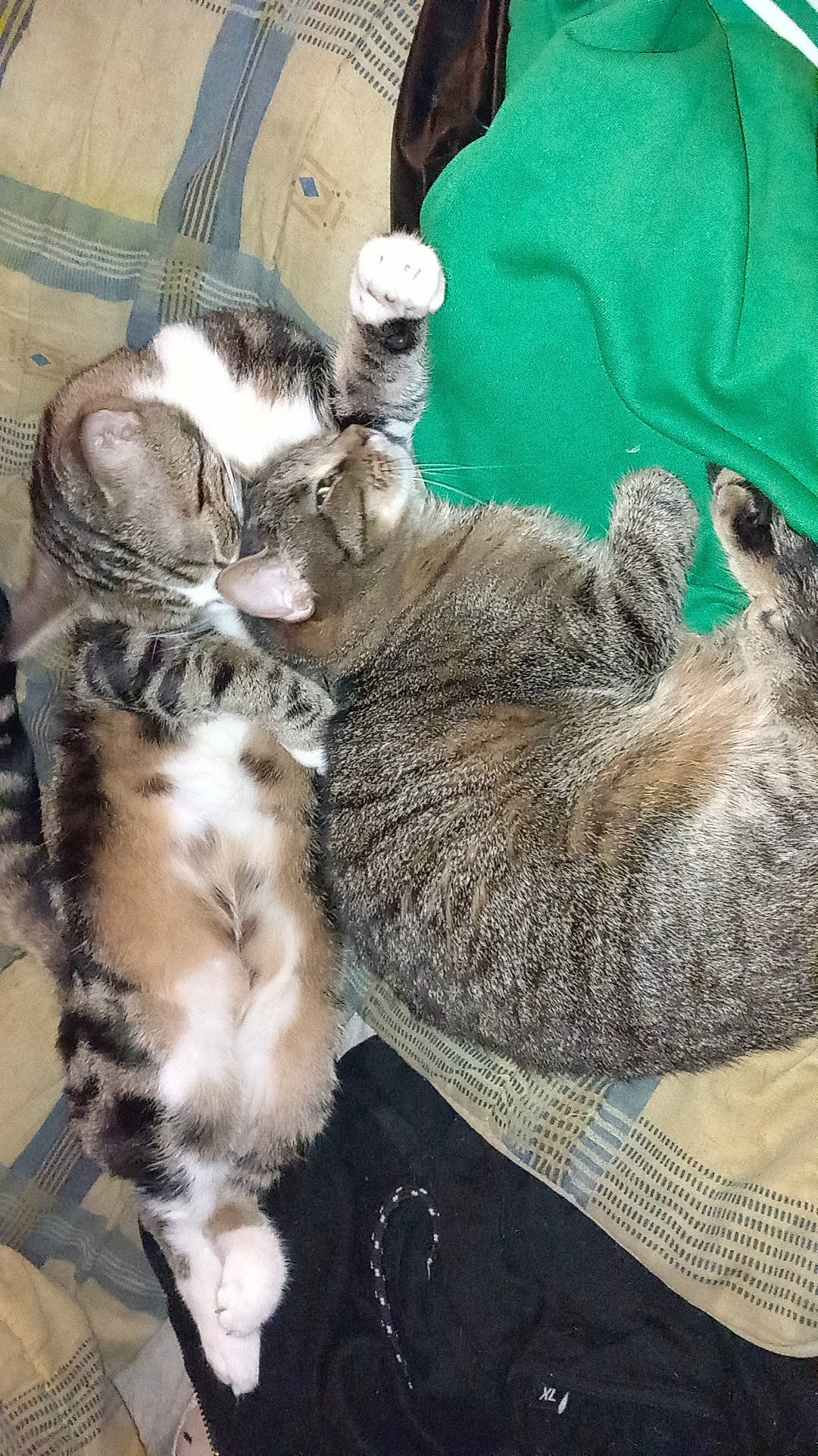 Rubis participe au concours pour gagner de l'argent avec cette photo : carnivore, cat, claw, comfort, domestic_short_haired_cat, felidae, fur, mammal, nap, paw, small_to_medium_sized_cats, tail, vehicle, whiskers