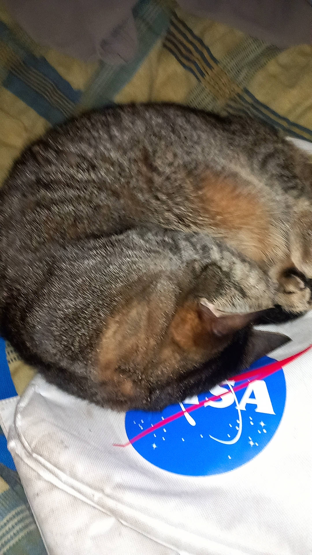 Rubis participe au concours pour gagner de l'argent avec cette photo : carnivore, claw, comfort, dog_breed, domestic_short_haired_cat, electric_blue, fawn, felidae, foot, fur, nap, paw, sleep, small_to_medium_sized_cats, snout, sporting_group, tail, terrestrial_animal, whiskers, wildlife