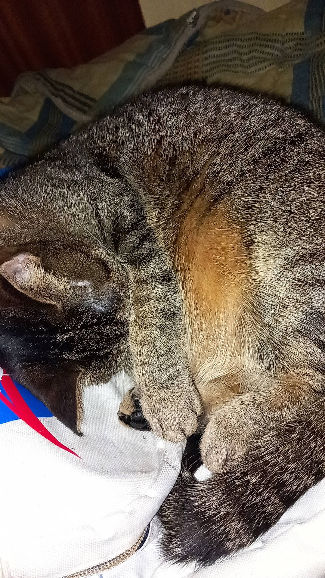 Rubis a rejoint le concours — aidez-le/la à gagner de superbes lots ! carnivore, cat, claw, comfort, domestic_short_haired_cat, felidae, foot, fur, nap, paw, sleep, small_to_medium_sized_cats, snout, tail, terrestrial_animal, whiskers, wildlife