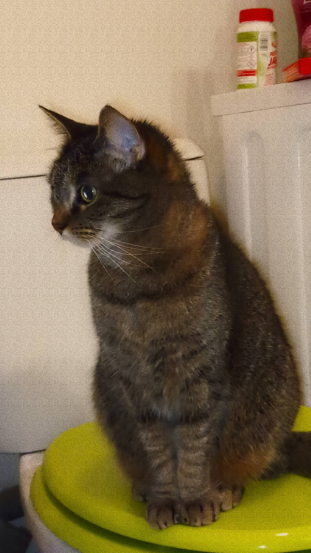 Rubis a rejoint le concours — aidez-le/la à gagner de superbes lots ! black_cat, bombay, carnivore, cat, cat_furniture, cat_supply, chartreux, claw, domestic_short_haired_cat, felidae, flooring, fur, grey, paw, small_to_medium_sized_cats, snout, tail, terrestrial_animal, whiskers, window