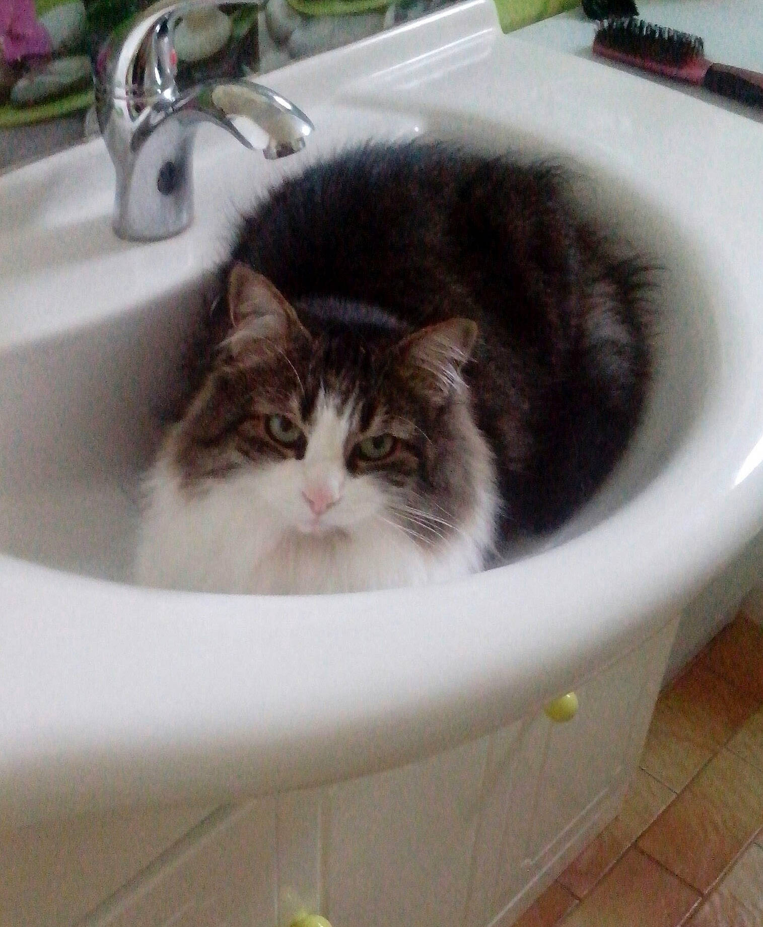 Jim participe au concours pour gagner de l'argent avec cette photo : bathtub, carnivore, cat, domestic_long_haired_cat, domestic_short_haired_cat, european_shorthair, felidae, kitten, norwegian_forest_cat, plumbing_fixture, ragamuffin, siberian, sink, small_to_medium_sized_cats, washing, whiskers