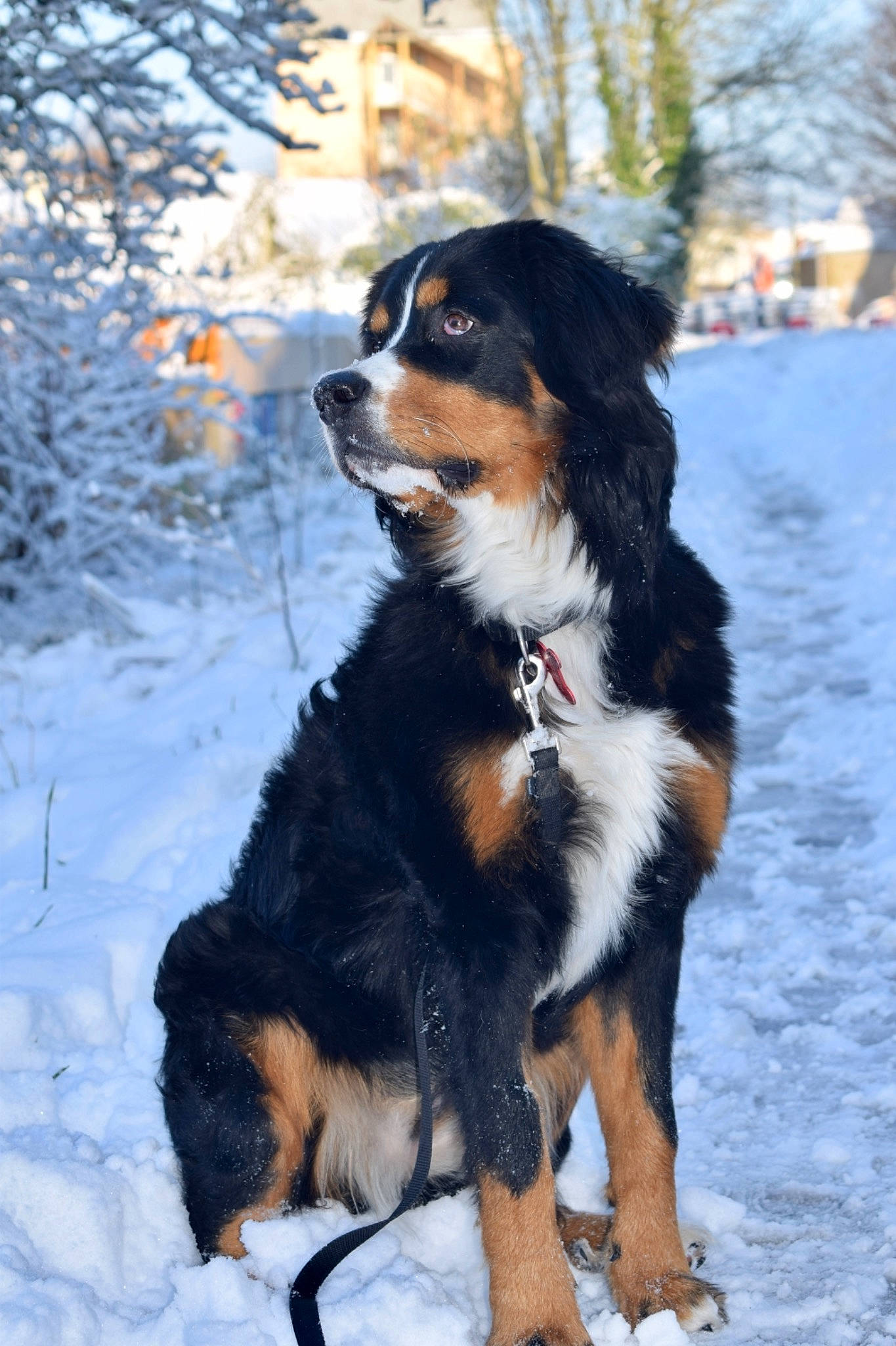 Akela a rejoint le concours — aidez-le/la à gagner de superbes lots ! bernese_mountain_dog, canidae, carnivore, companion_dog, dog, dog_breed, fur, snow, tail, terrestrial_animal, tree, winter, working_animal, working_dog