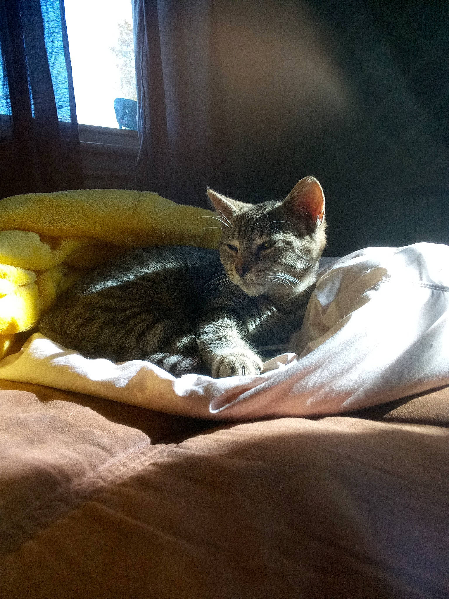 Cricket joined the competition — help win amazing prizes! bed, bedding, bedroom, carnivore, cat, comfort, couch, curtain, domestic_short_haired_cat, felidae, fur, grey, hardwood, linens, room, small_to_medium_sized_cats, tail, whiskers, window, wood