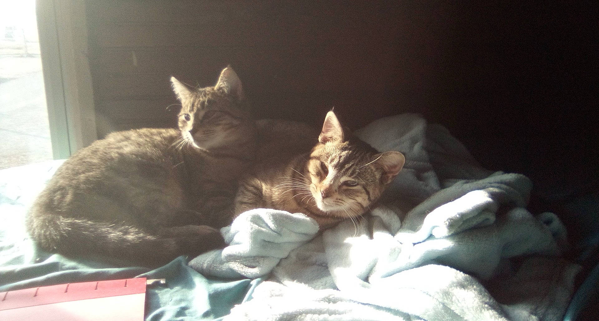 Haze joined the competition — help win amazing prizes! bed, bedding, carnivore, cat, comfort, domestic_short_haired_cat, felidae, fur, grey, linens, nap, paw, room, sitting, sleep, small_to_medium_sized_cats, snout, tail, whiskers, window