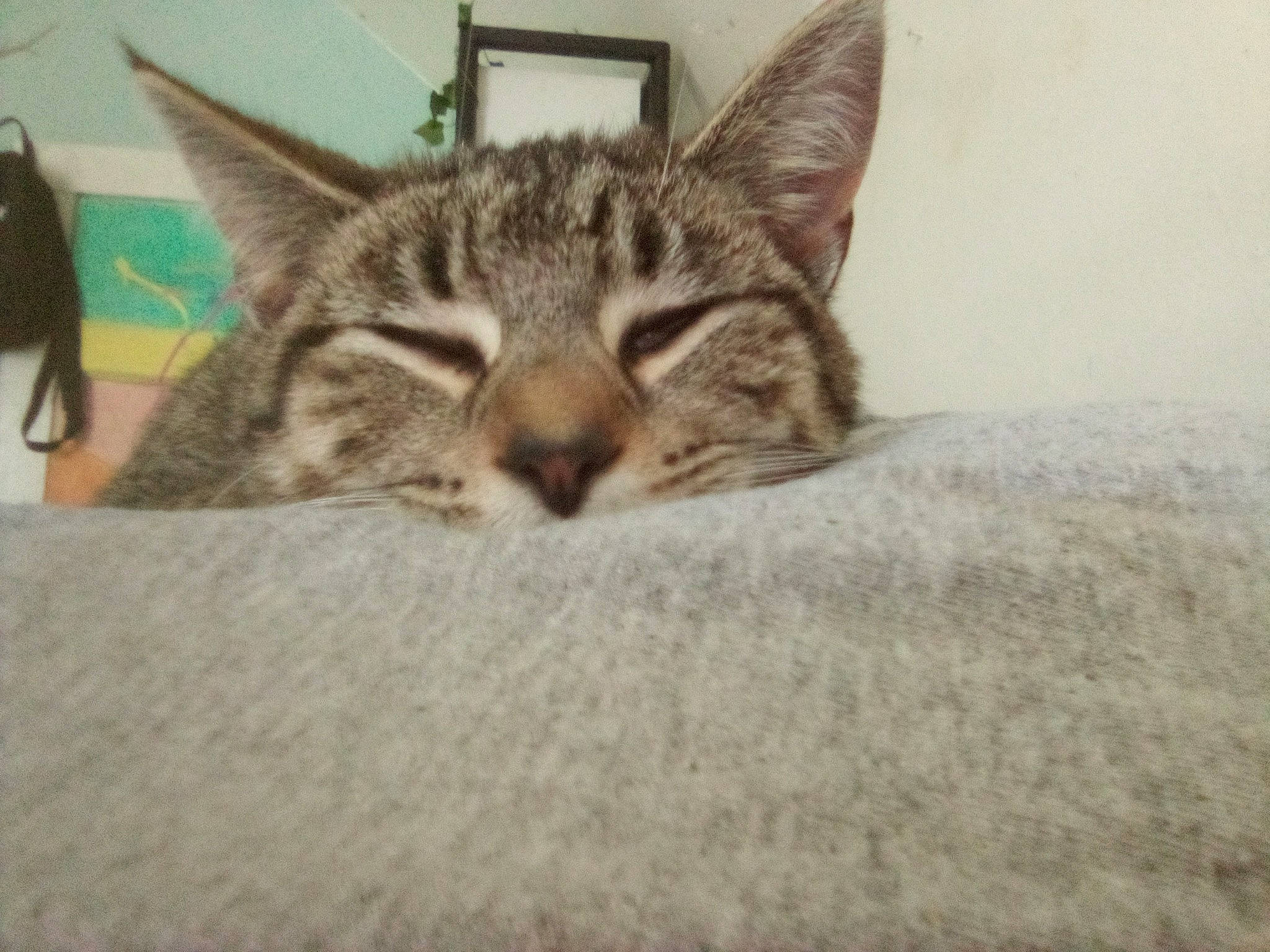 Haze is registered to the contest to win money with this photo: carnivore, cat, comfort, domestic_short_haired_cat, felidae, fur, nap, paw, sleep, small_to_medium_sized_cats, terrestrial_animal, whiskers