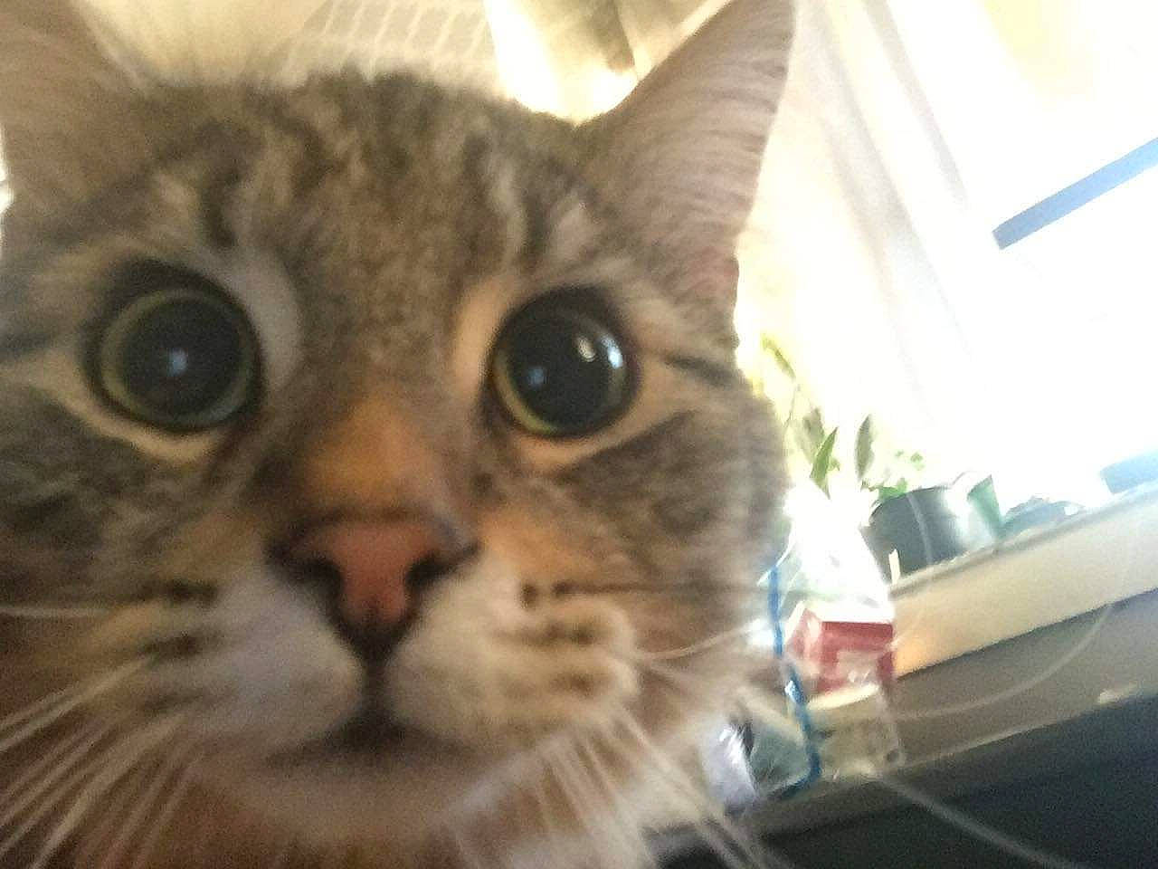 Bamboo is registered to the contest to win money with this photo: carnivore, cat, domestic_short_haired_cat, ear, felidae, fur, houseplant, plant, small_to_medium_sized_cats, snout, terrestrial_animal, whiskers, window