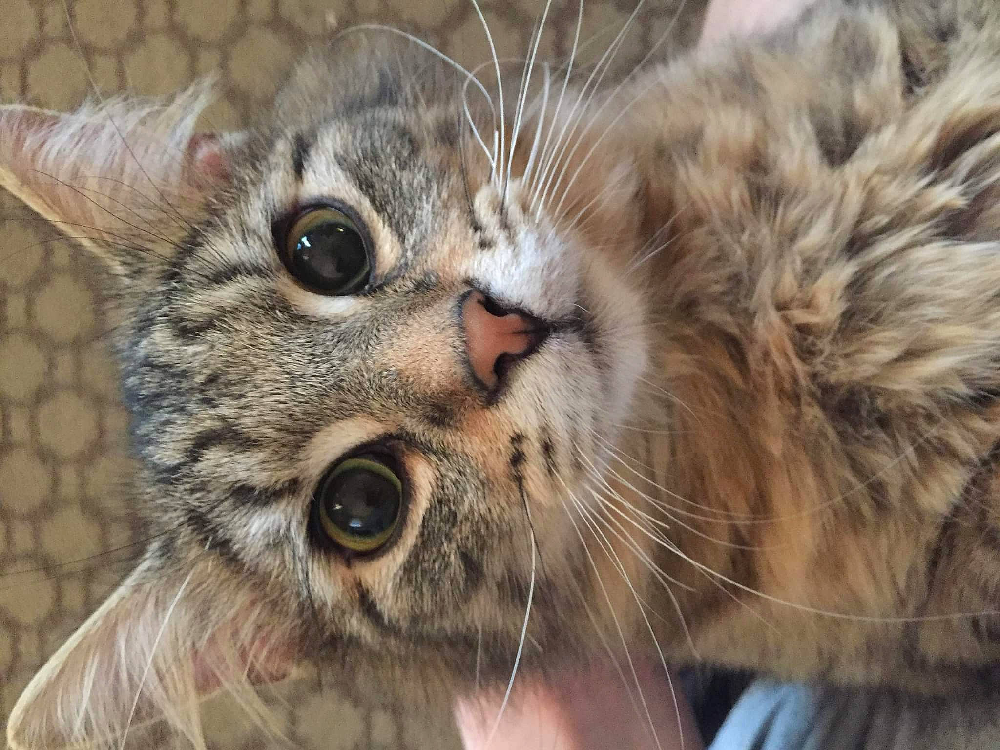 Bamboo joined the competition — help win amazing prizes! animal_shelter, carnivore, cat, claw, close_up, domestic_short_haired_cat, eye, felidae, fur, grass, iris, paw, small_to_medium_sized_cats, snout, terrestrial_animal, tree, whiskers, wildlife