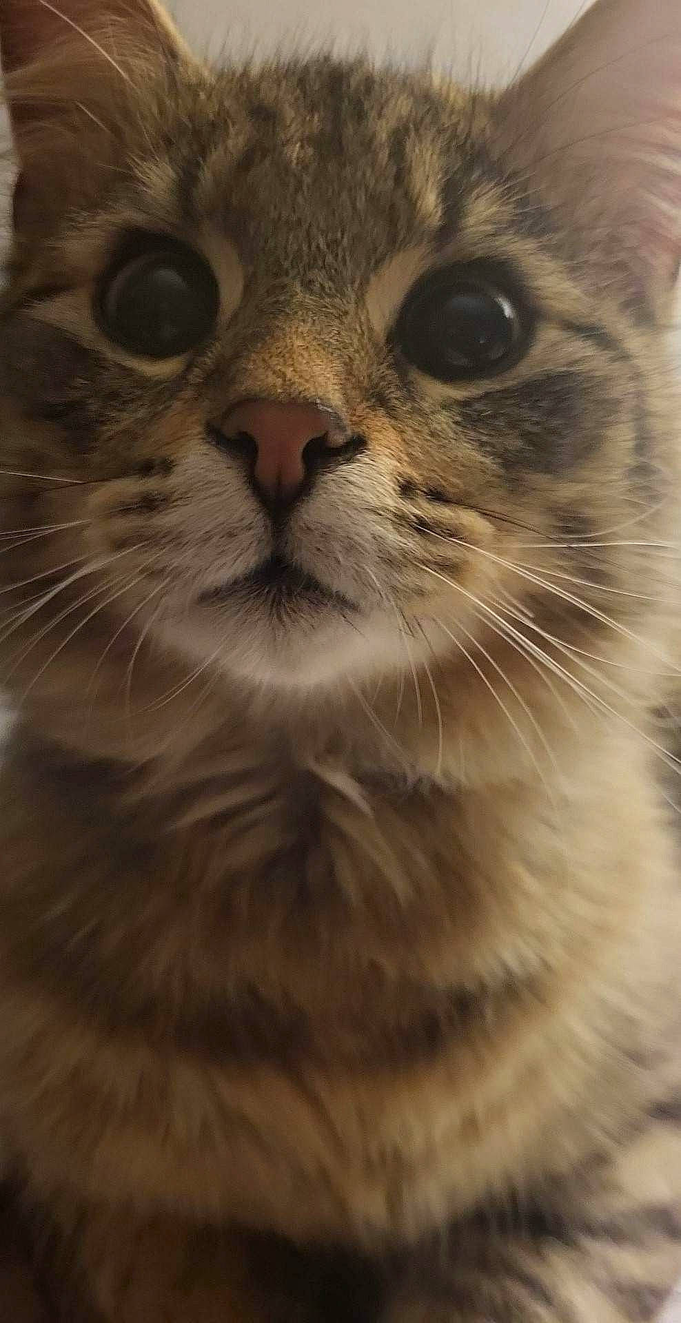 Bamboo joined the competition — help win amazing prizes! carnivore, cat, domestic_short_haired_cat, eye, fawn, felidae, fur, paw, small_to_medium_sized_cats, snout, terrestrial_animal, whiskers