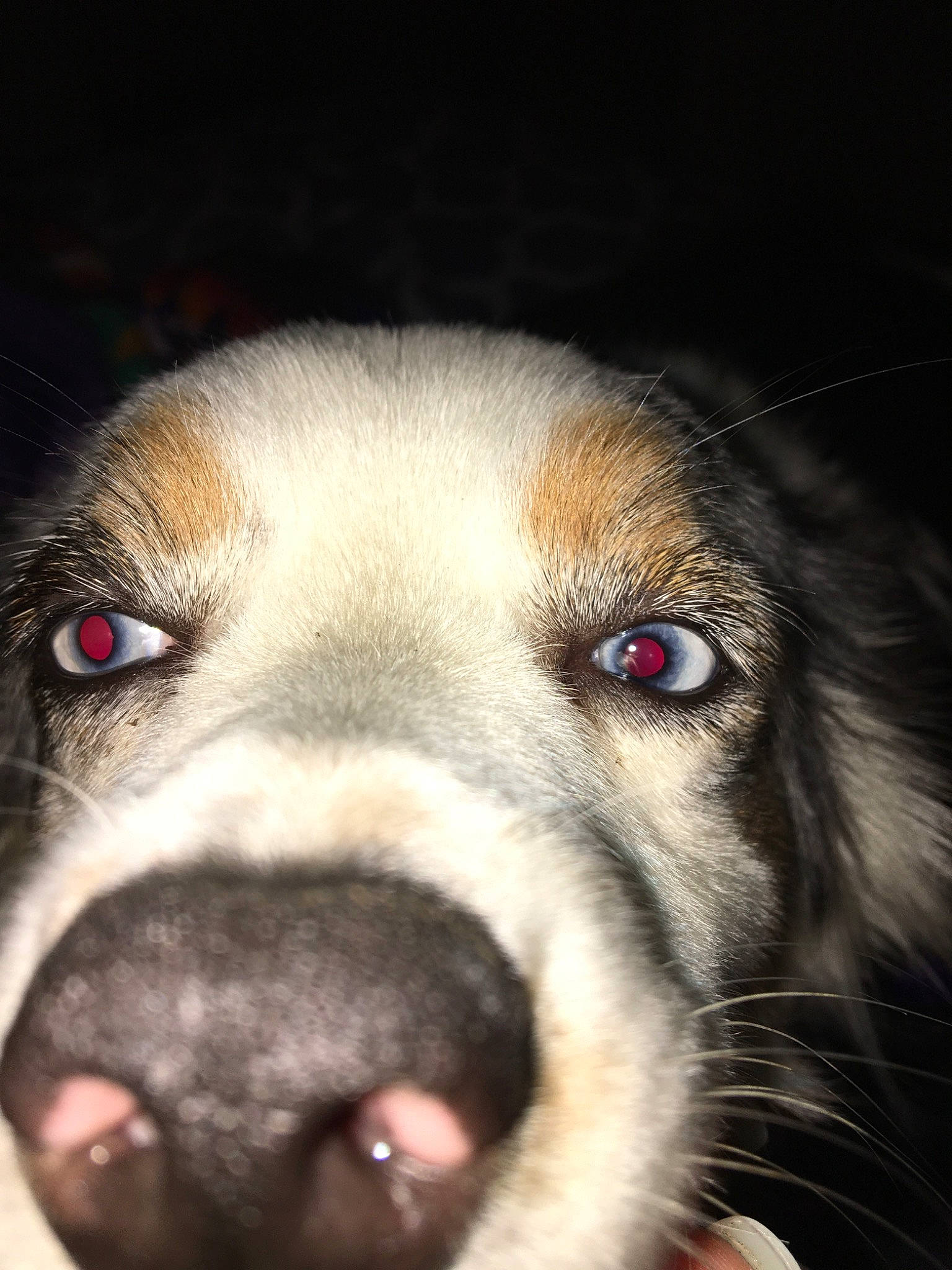 Thea joined the competition — help win amazing prizes! canidae, carnivore, close_up, dog, dog_breed, eye, fur, head, iris, mammal, mouth, nose, organ, photography, snout, sporting_group, street_dog, tongue, vertebrate, whiskers