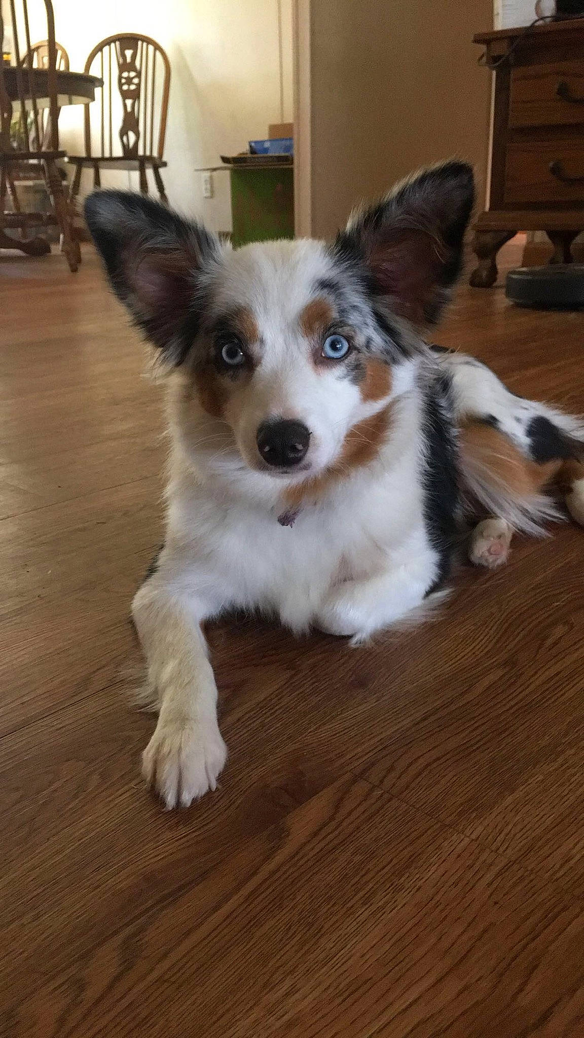 Thea joined the competition — help win amazing prizes! australian_collie, australian_shepherd, canidae, cardigan_welsh_corgi, carnivore, companion_dog, dog, dog_breed, ear, fawn, mammal, pembroke_welsh_corgi, puppy, rare_breed_dog, sporting_group, texas_heeler, vertebrate, welsh_corgi, welsh_sheepdog, whiskers