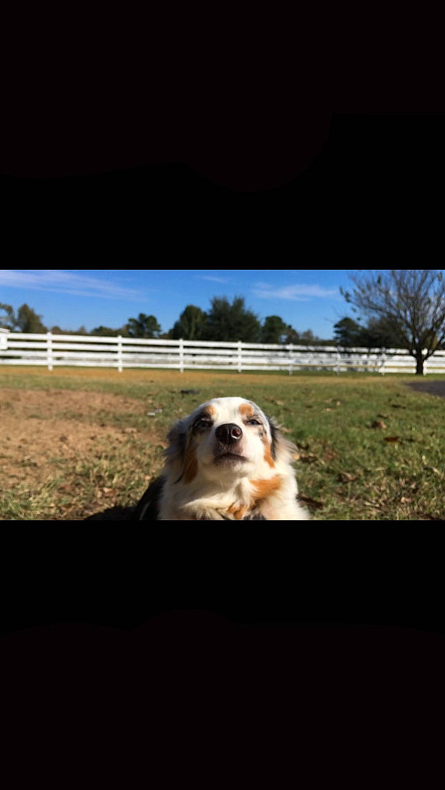 Thea joined the competition — help win amazing prizes! australian_shepherd, canidae, carnivore, companion_dog, dog, dog_breed, fur, golden_retriever, grass, mammal, photograph, photography, retriever, sky, snapshot, snout, sporting_group, stock_photography, vertebrate