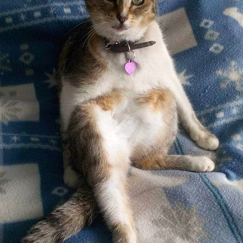 Minette