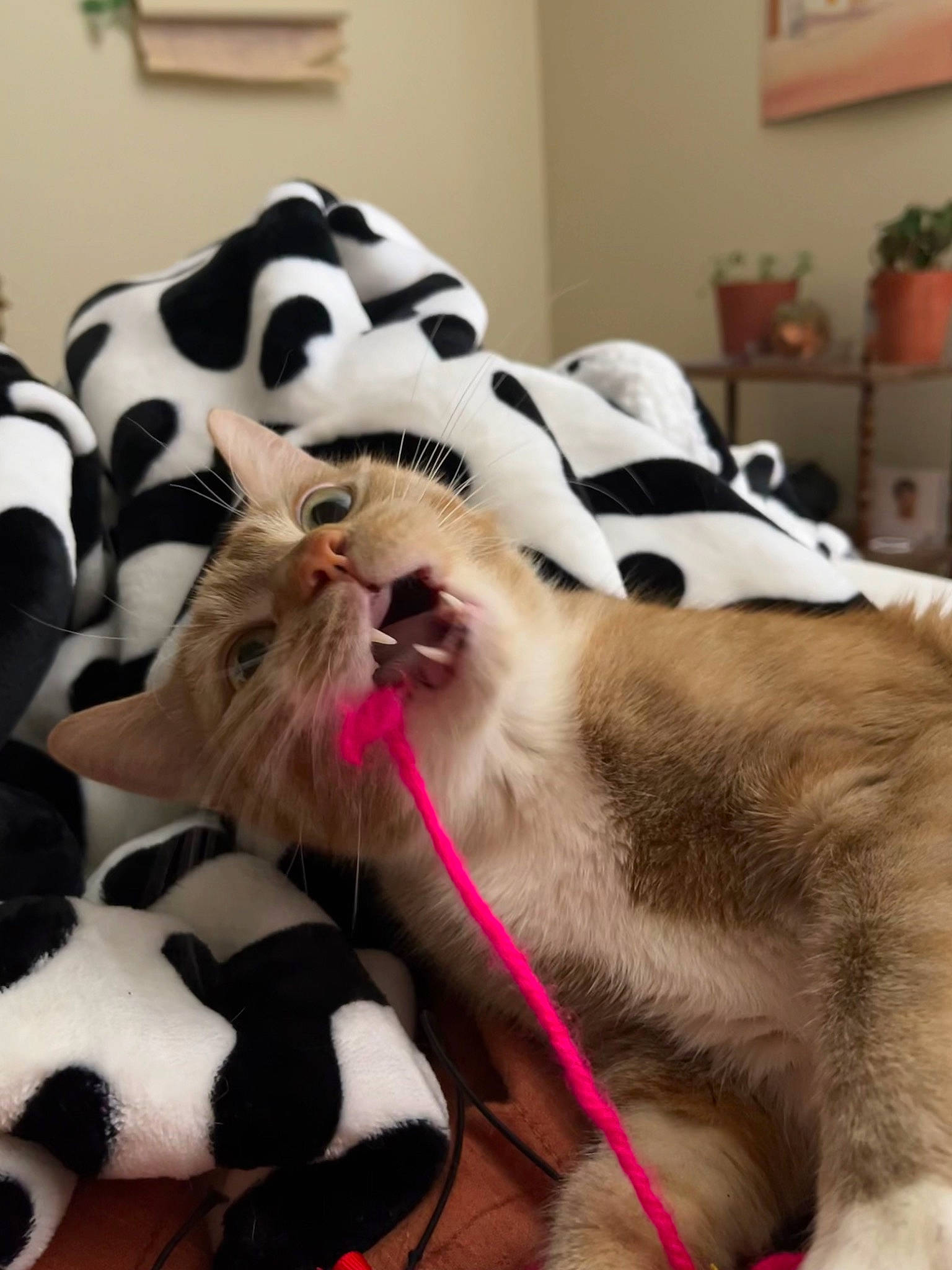 Ladybug is registered to the contest to win money with this photo: canidae, carnivore, cat, collar, comfort, companion_dog, dog_breed, fang, felidae, fur, houseplant, linens, paw, pet_supply, picture_frame, small_to_medium_sized_cats, snout, terrestrial_animal, whiskers, working_animal