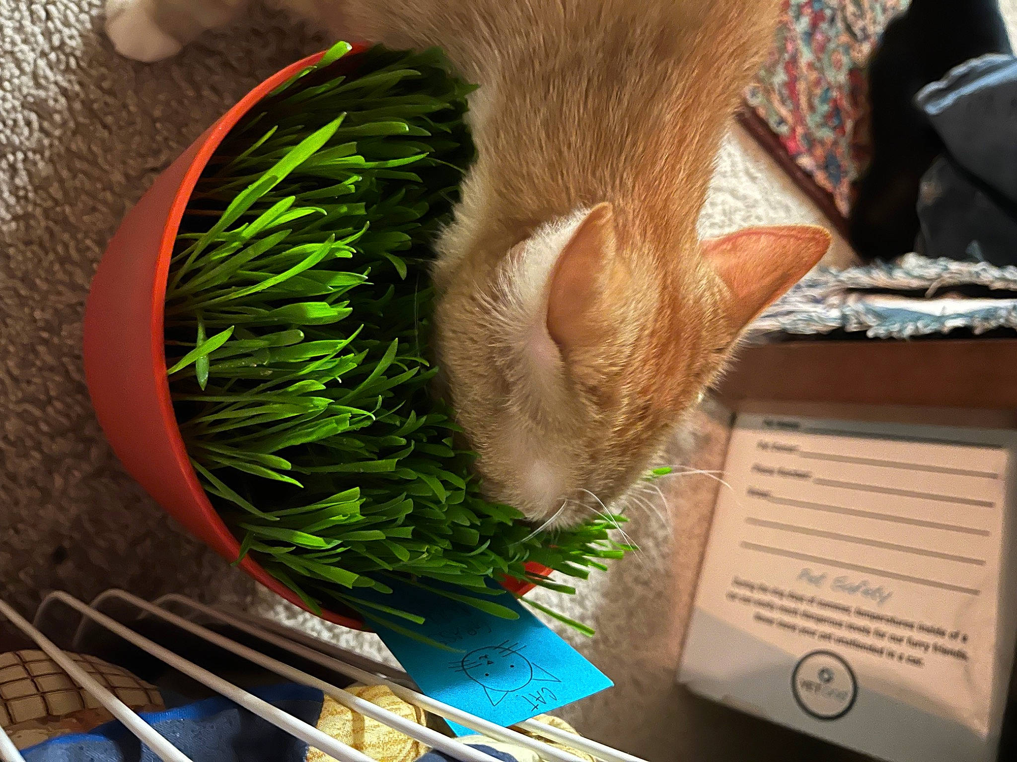 Ladybug is registered to the contest to win money with this photo: art, cat, domestic_short_haired_cat, fawn, feather, felidae, fur, grass, herb, houseplant, human_leg, ingredient, leaf_vegetable, natural_material, plant, small_to_medium_sized_cats, tail, terrestrial_plant, vegetable, whiskers