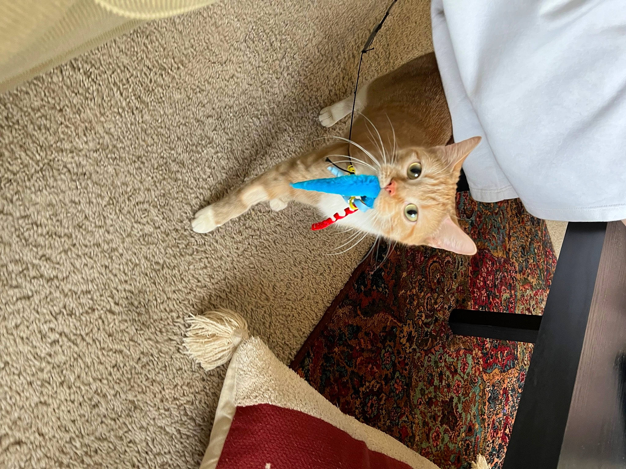 Ladybug joined the competition — help win amazing prizes! carmine, electric_blue, felidae, floor, flooring, grey, human_leg, linens, nail, paper, pattern, room, sleeve, star, stuffed_toy, tail, textile, toy, tree, wood