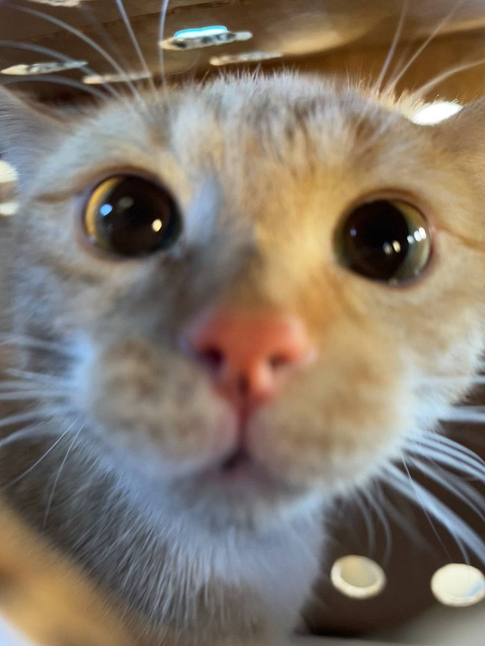 Ladybug is registered to the contest to win money with this photo: carnivore, cat, domestic_short_haired_cat, eye, eyelash, fawn, felidae, fur, head, iris, nose, organism, pet_supply, small_to_medium_sized_cats, snout, terrestrial_animal, whiskers, wildlife