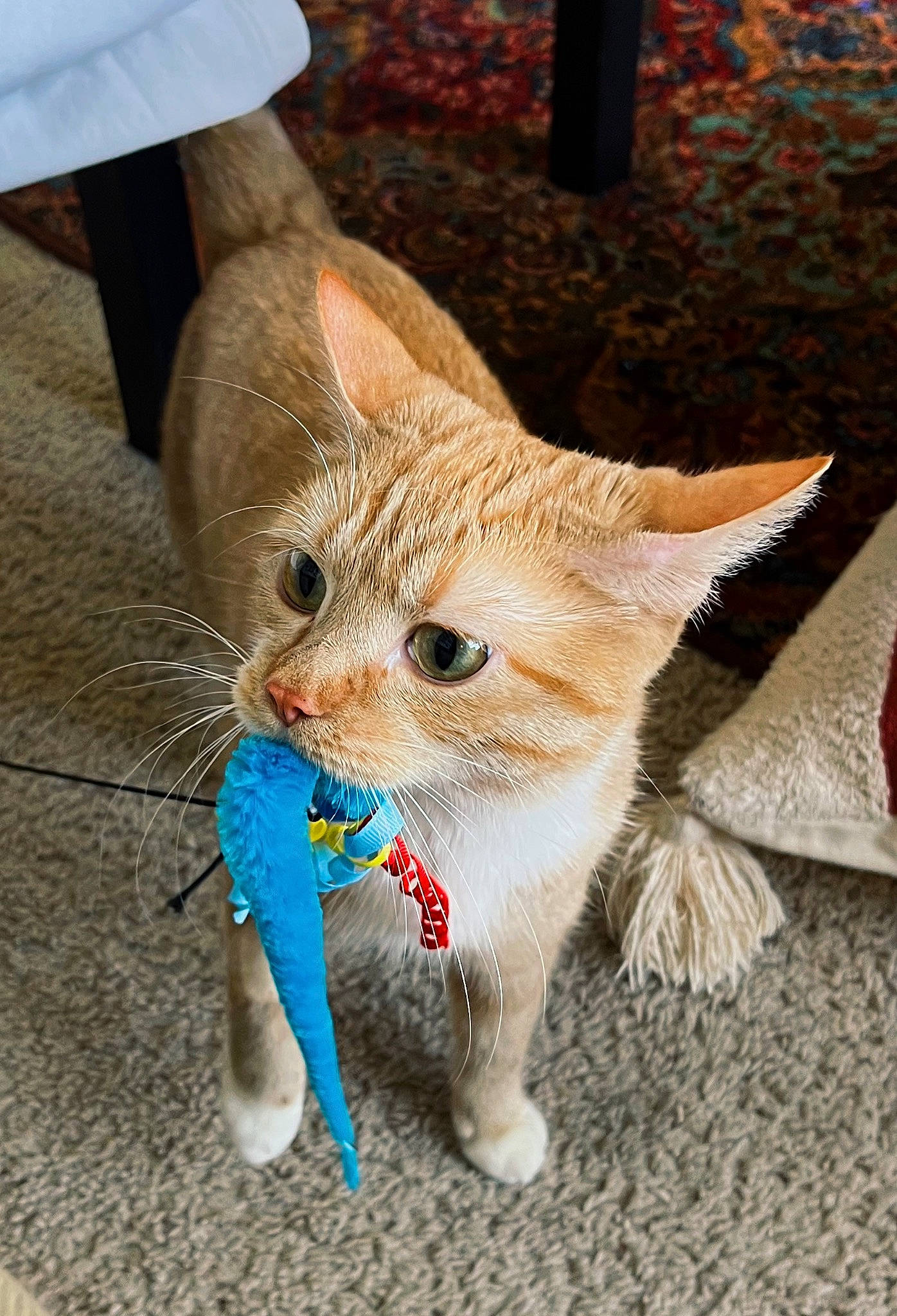 Ladybug is registered to the contest to win money with this photo: carnivore, cat, claw, domestic_short_haired_cat, fawn, felidae, foot, fur, gesture, human_leg, paw, sitting, small_to_medium_sized_cats, snout, tail, terrestrial_animal, whiskers