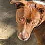 amber_eyes, attentive, brown_dog, close_up, concrete_floor, curious, dog, domestic_animal, ears, looking_up, outdoor, pavement, paw, pet, portrait, shadow, snout, sunlight, whiskers, white_paw