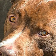Zuma a rejoint le concours — aidez-le/la à gagner de superbes lots ! amber_eyes, brown_fur, close_up, concrete_floor, curious, dog, ear, gaze, macro, muzzle, nose, pet, portrait, reflection, snout, sunlight, texture, whiskers, white_chest, white_marking