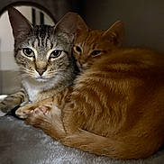 Yasmine And Turkey is registered to the contest to win money with this photo: cat, tabby_cat, orange_cat, feline, pets, snuggling, cozy, indoor, cat_condo, plush_surface, resting, cute, animal, fur, ears, whiskers, two_animals, companion, cute_pets, domestic_cat