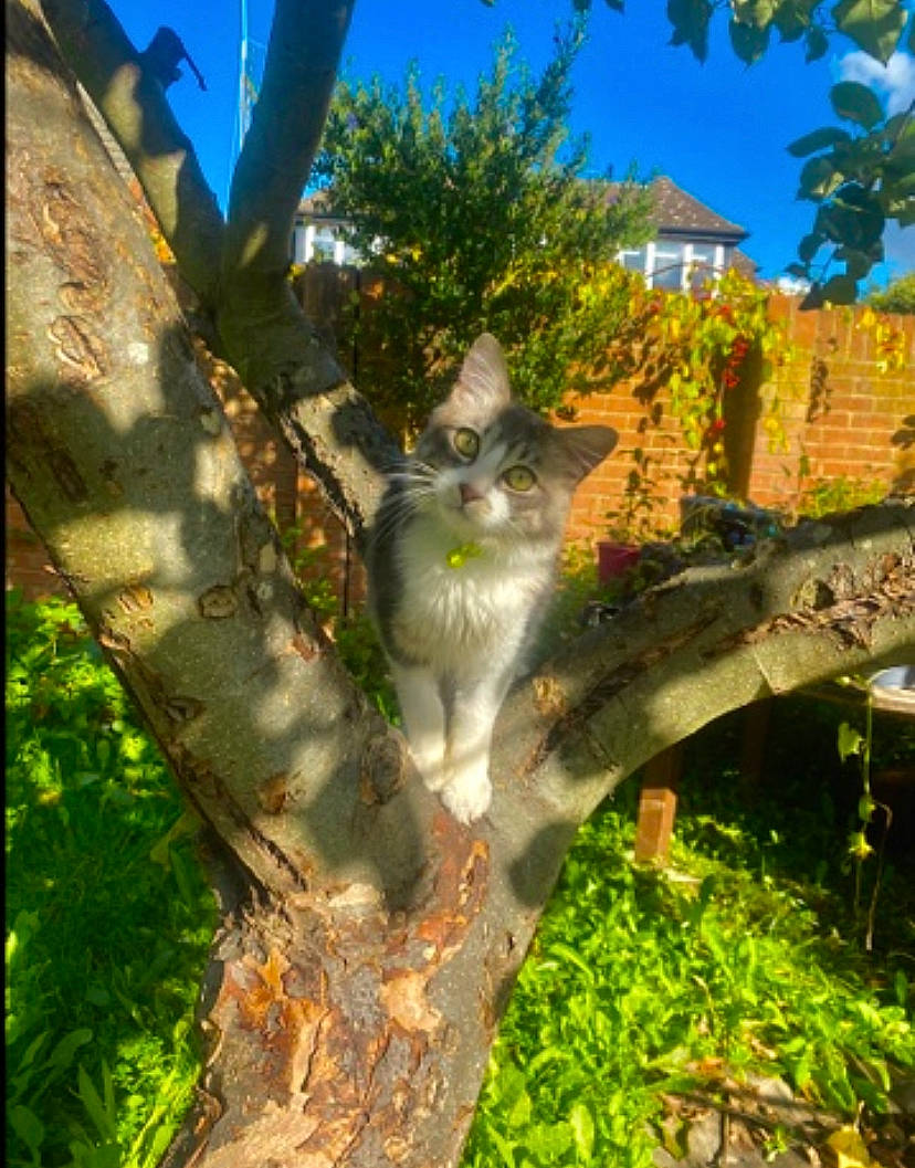 Shifu is registered to the contest to win money with this photo: botany, branch, building, carnivore, cat, fawn, felidae, grass, plant, sky, small_to_medium_sized_cats, tail, tints_and_shades, tree, trunk, twig, whiskers, window, wood, woody_plant