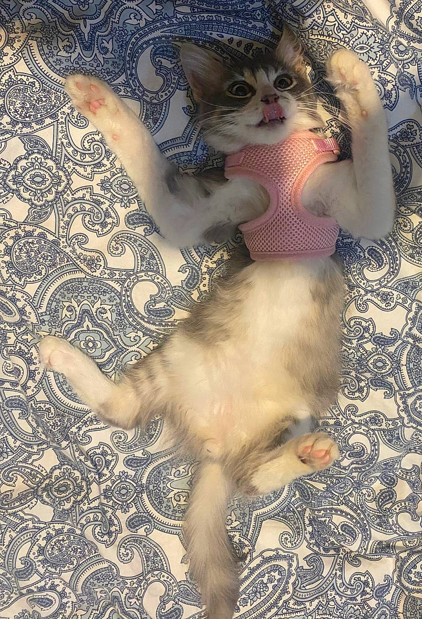 Shifu is registered to the contest to win money with this photo: art, carnivore, cat, doll, dress, fashion_design, fawn, felidae, flooring, foot, fur, human_leg, pattern, plant, small_to_medium_sized_cats, tail, thigh, toy, visual_arts, whiskers