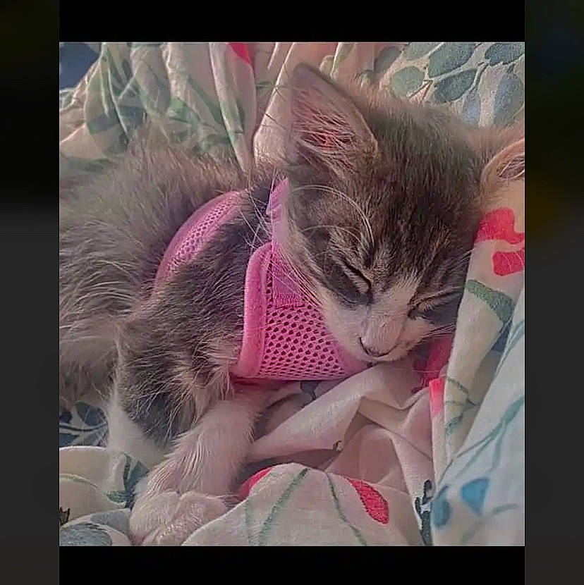 Shifu joined the competition — help win amazing prizes! art, beauty, carnivore, cat, close_up, electronic_device, felidae, font, happy, magenta, organism, photo_caption, pink, plant, selfie, small_to_medium_sized_cats, technology, textile, visual_arts, whiskers