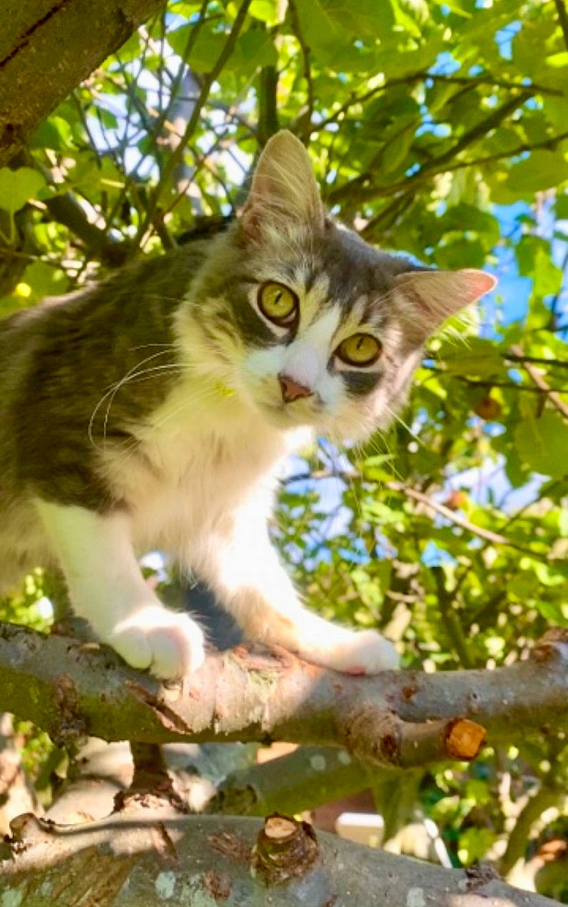 Shifu joined the competition — help win amazing prizes! botany, branch, carnivore, cat, domestic_short_haired_cat, fawn, felidae, fur, grass, iris, leaf, plant, small_to_medium_sized_cats, snout, tail, terrestrial_animal, tree, trunk, twig, whiskers