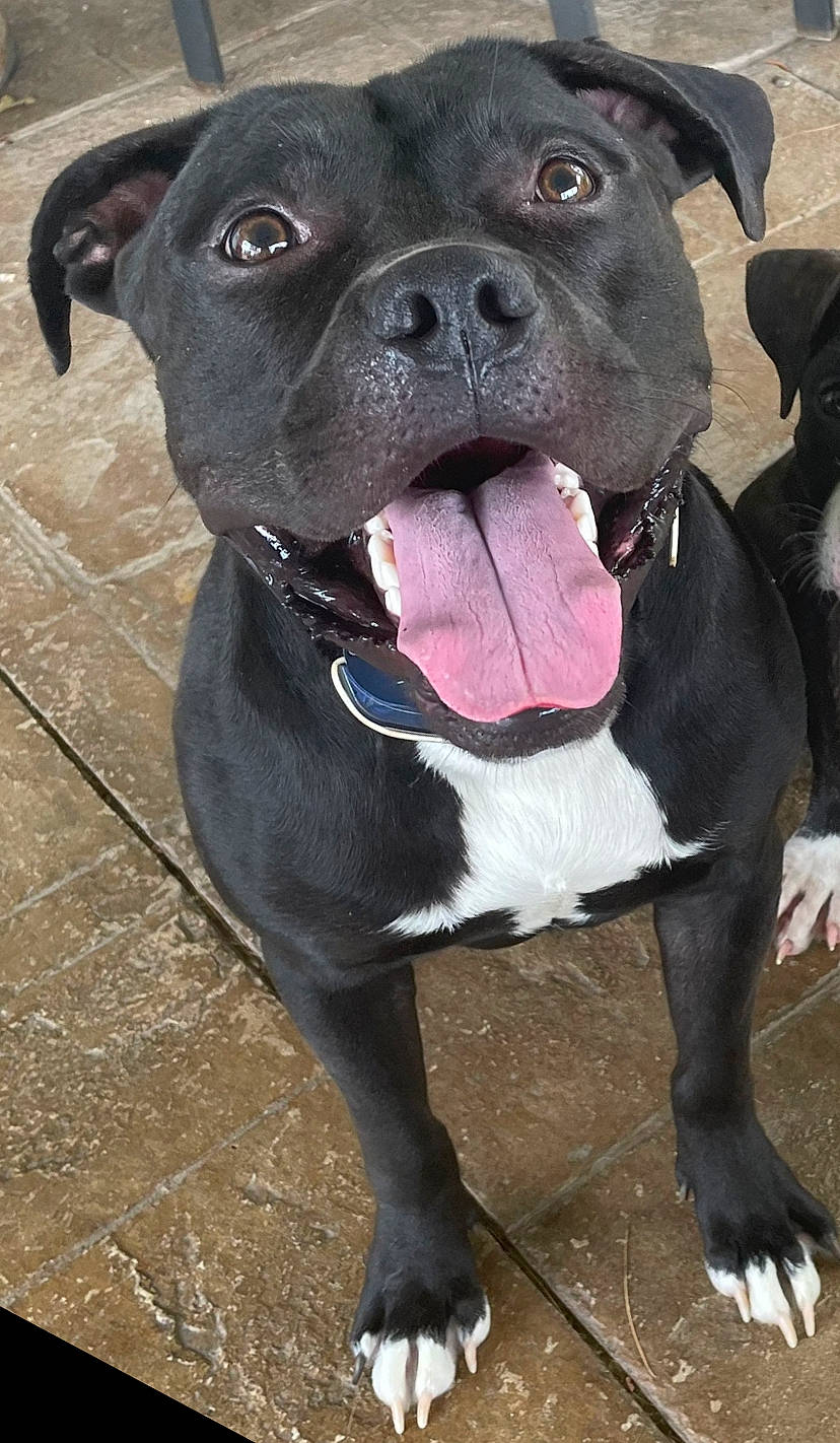 Hades joined the competition — help win amazing prizes! borador, bulldog, carnivore, collar, companion_dog, dog, dog_breed, dog_collar, fawn, fur, molosser, non_sporting_group, pet_supply, plant, snout, sporting_group, terrestrial_animal, whiskers, working_animal, working_dog