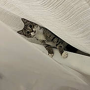 Amiris joined the competition — help win amazing prizes! cat, tabby_cat, kitten, animal, pet, feline, face, eyes, ears, paws, whiskers, striped_fur, bed, blanket, bedding, bedroom, indoors, cozy, peeking, portrait