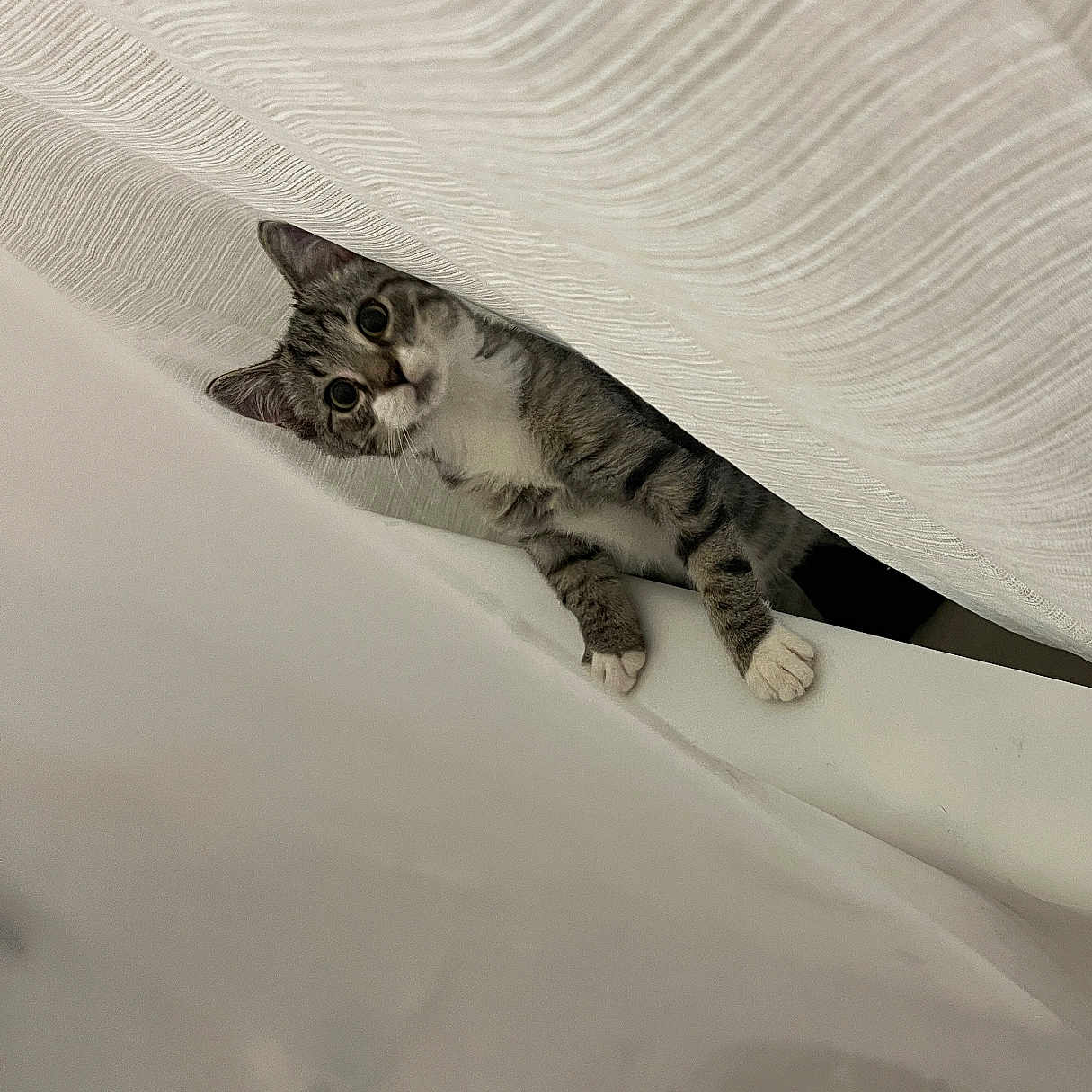 Amiris joined the competition — help win amazing prizes! cat, tabby_cat, kitten, animal, pet, feline, face, eyes, ears, paws, whiskers, striped_fur, bed, blanket, bedding, bedroom, indoors, cozy, peeking, portrait